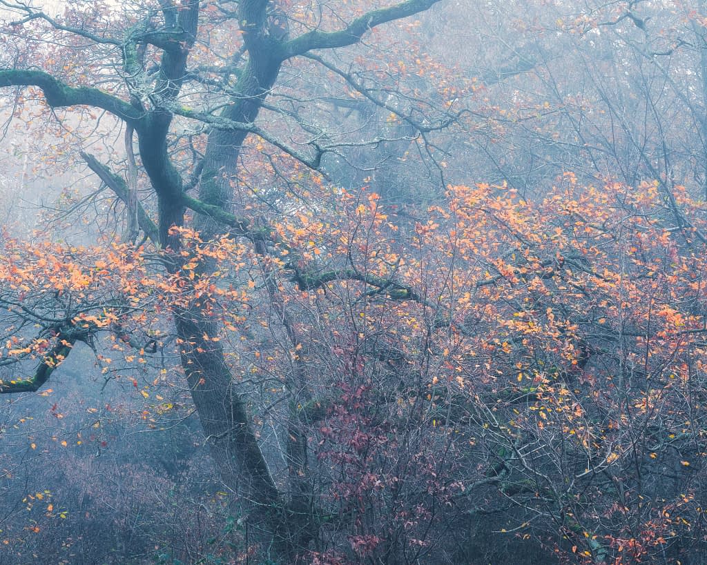 A misty forest scene featuring large, dark tree trunks and branches draped in moss. Orange and yellow autumn leaves cling to some branches, standing out against the foggy blue-grey atmosphere—ideal for exploring the best focal lengths for woodland photography.