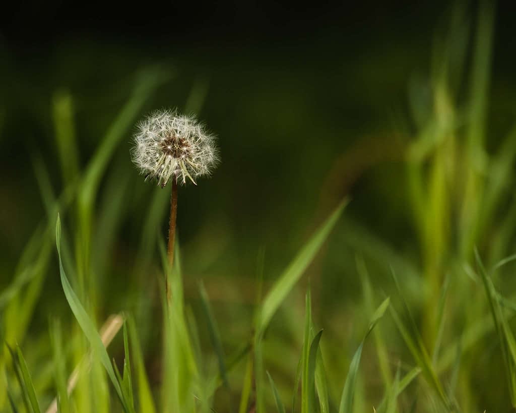Close-up of a single dandelion seed head in a grassy field. The white, fluffy seeds of the dandelion contrast against a blurred green background. The image is focused on the dandelion, highlighting its delicate structure, while the surrounding grass provides a natural frame.