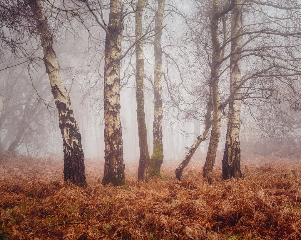 A misty forest scene with numerous slender, leafless birch trees inspires those keen to learn how to start woodland photography. The white bark, dark patches, and dense brown ferns are made ethereal by the fog, softly merging the trees into their mystical surroundings.