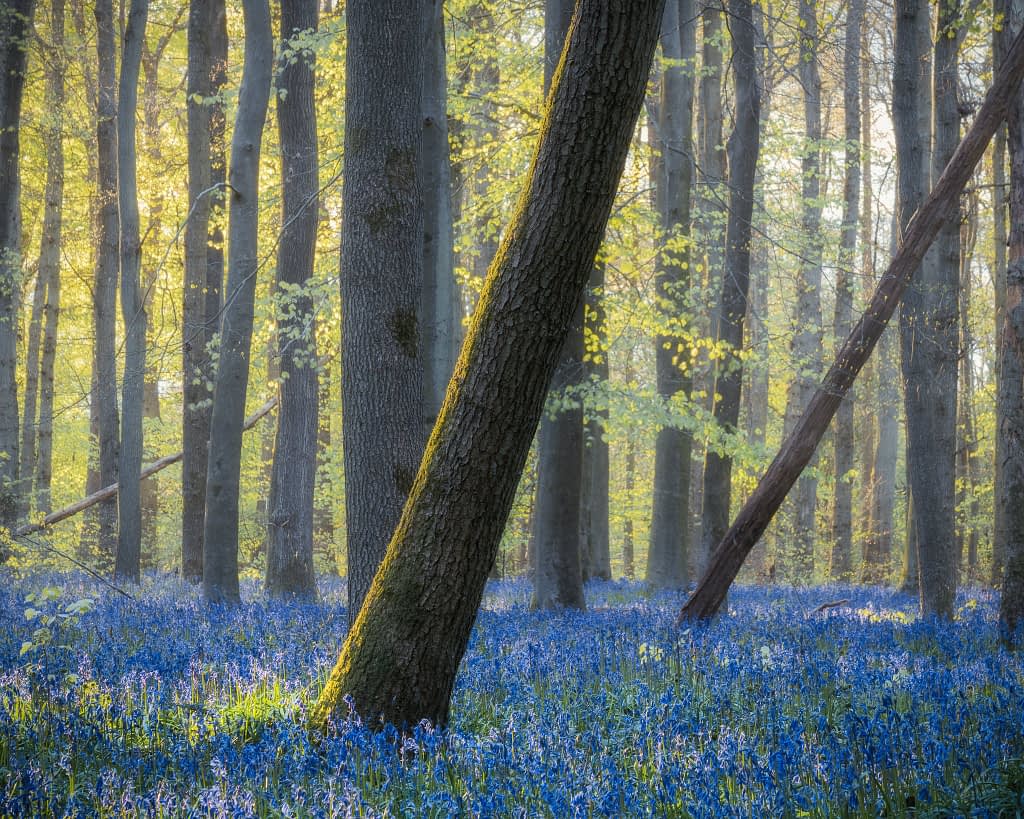 A tranquil forest scene with a carpet of vibrant bluebells covering the ground. Tall trees with thick trunks rise upwards, their leaves softly illuminated by the sunlight filtering through. The light creates a warm, misty glow, enhancing the peaceful atmosphere of the woodland.