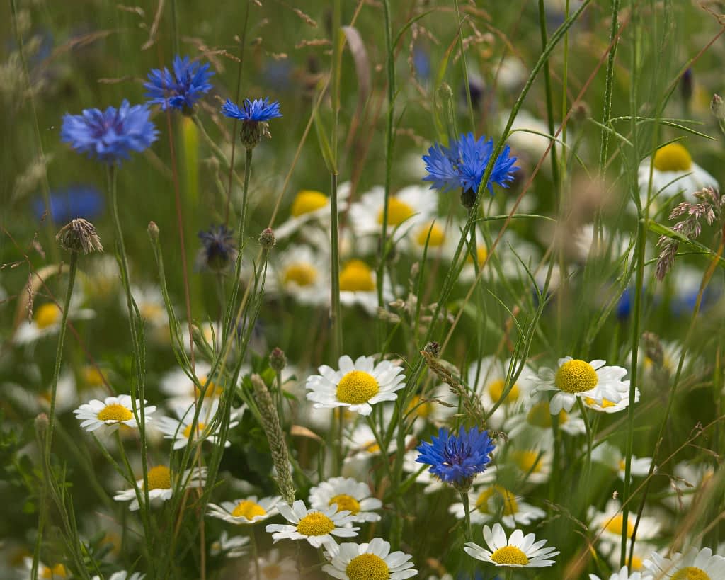 A meadow with vibrant wildflowers, featuring blue cornflowers and white daisies with yellow centres. The flowers grow amid lush green grass, creating a dense, colourful tapestry. The scene captures the essence of a thriving, natural garden in full bloom under soft natural light.