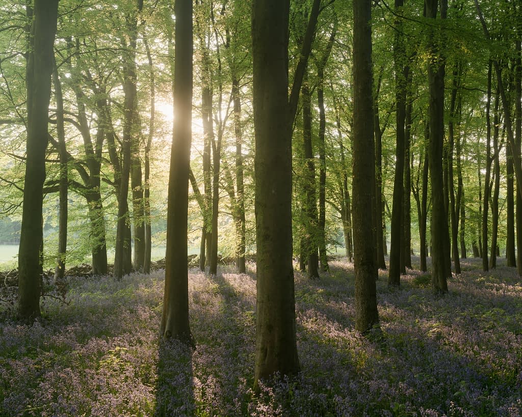 Sunlight filters through tall, slender trees in a verdant forest. Blooming bluebell flowers carpet the ground, while light and shadow accentuate the beauty—perfect inspiration for any woodland photo-editing workflow designed to enhance tranquil landscapes.