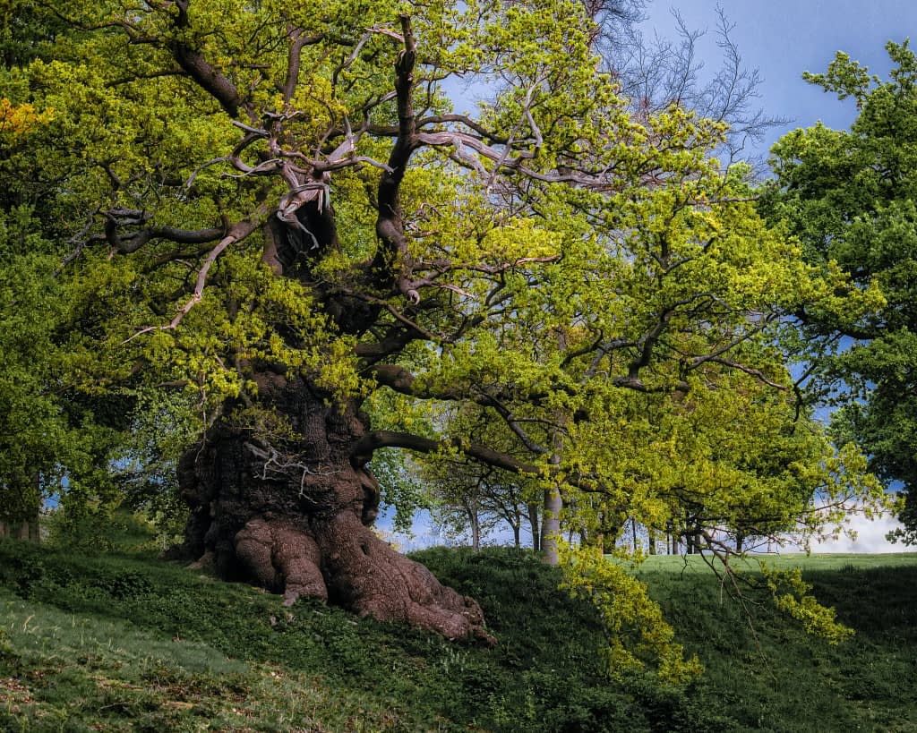 Ancient burred oak, whole tree in frame, sunlight appearing as a storm clears, Hatfield Park