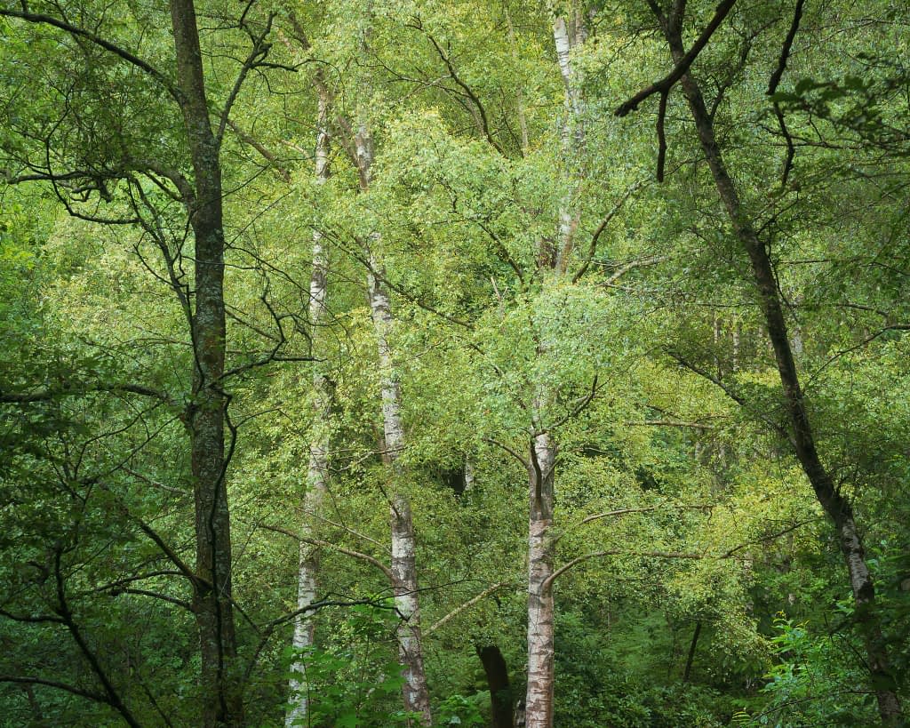 Slender silver birch trunks among dense green summer foliage in a wood.