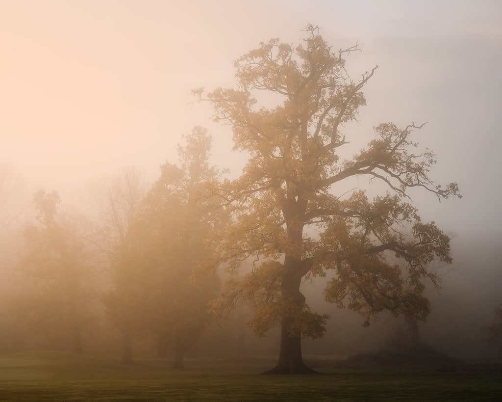 A lone oak tree in autumn colour stands in wood pasture, warm peach light glowing behind it as fog dissolves the surrounding landscape into soft mist.