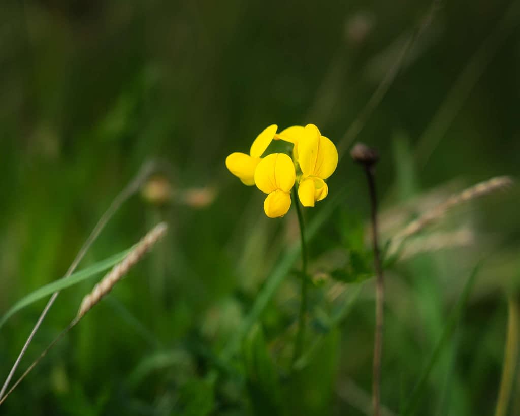A close-up of a small, vibrant yellow wildflower with delicate petals, set against a backdrop of lush green grass. The background is softly blurred, drawing attention to the flower in sharp focus. The scene conveys a sense of tranquillity and natural beauty.