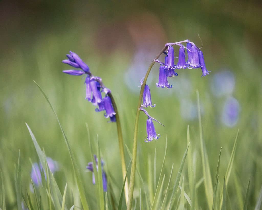 Close-up of vibrant bluebell flowers with slender, arching green stems set against a blurred backdrop of green grass. The flowers hang delicately, displaying petals with subtle ridges and a gentle, bell-like shape. The scene exudes a peaceful, natural ambience.