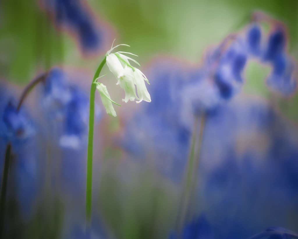 Close-up of a solitary white bluebell flower against a soft-focus background of numerous blue flowers. The scene is dreamlike, with the green and blue hues blending together. The white flower stands out prominently, slightly tilted to the side, amid the blurred floral backdrop.
