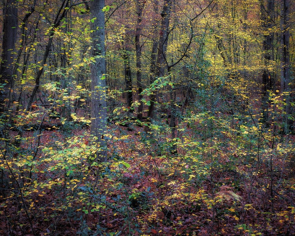 A dense forest scene with tall trees and a colourful undergrowth. The ground is covered with fallen leaves in shades of red and brown, while light filters through the canopy, illuminating the yellow and green foliage of the trees. The atmosphere is serene and autumnal.
