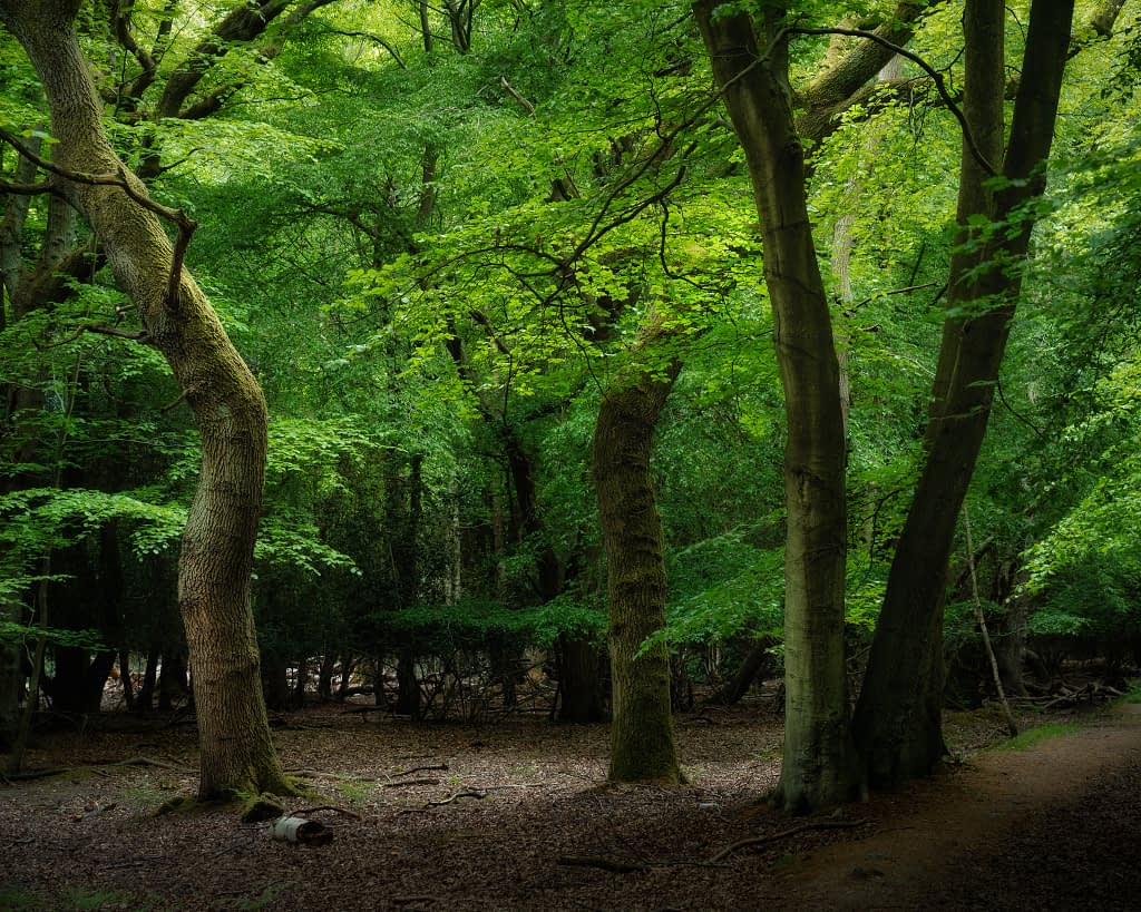 A tranquil forest scene with tall, curving trees adorned in vibrant green leaves. The forest floor is strewn with dry leaves and twigs. Soft light filters through the dense canopy, casting a gentle glow. A narrow dirt path winds along the right side, inviting exploration.
