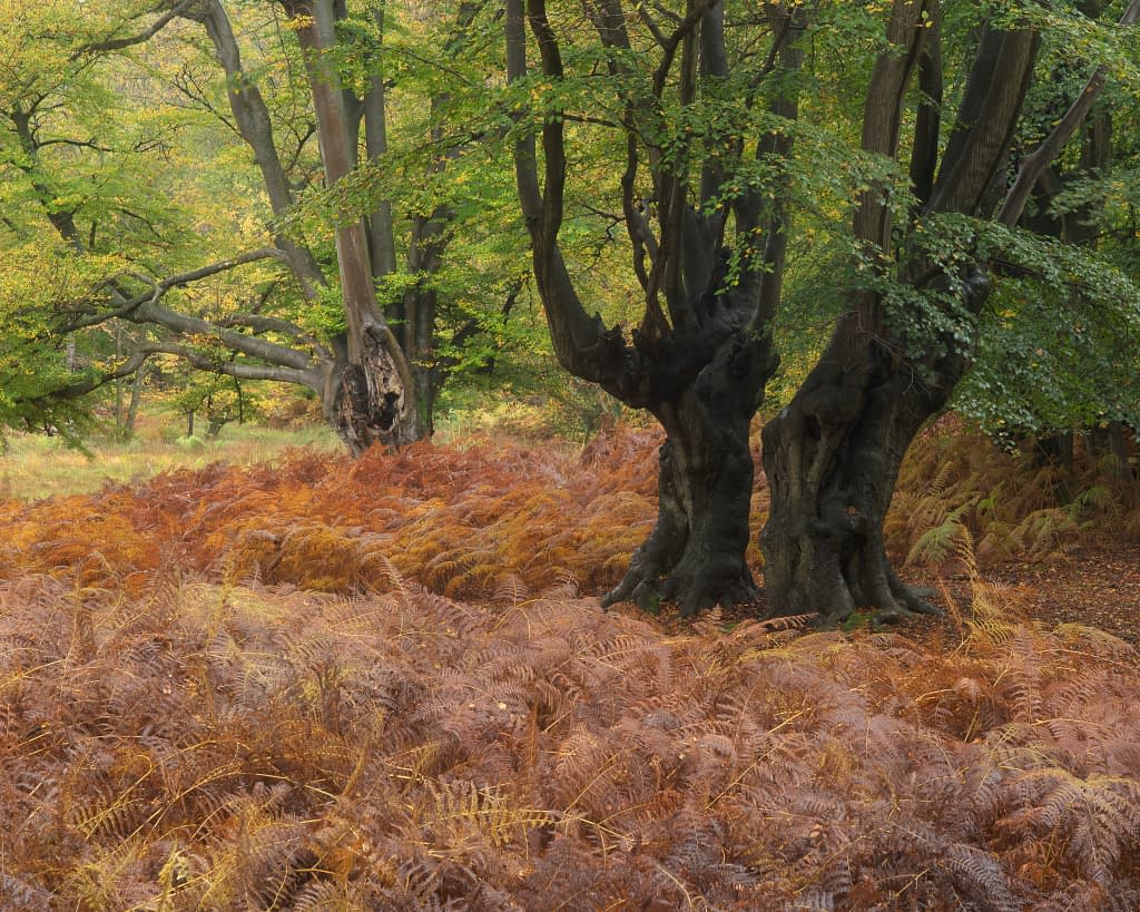 Three large, dark-trunked trees with lush green leaves rise among dense, russet bracken. Soft light filters through in a tranquil woodland scene. This version is partially polarised, bringing out the rich colours in the foliage, but keeping just enough of the specular highlights to create depth.