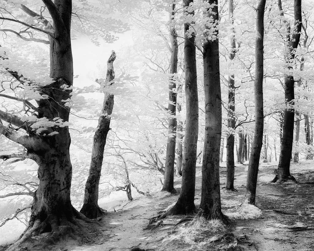 Black and white infrared image of a tranquil forest scene. Tall trees with white foliage create a surreal atmosphere. A narrow path winds through, lined with smooth trunks. The lighting is soft, casting gentle shadows, enhancing the ethereal feel of the landscape.