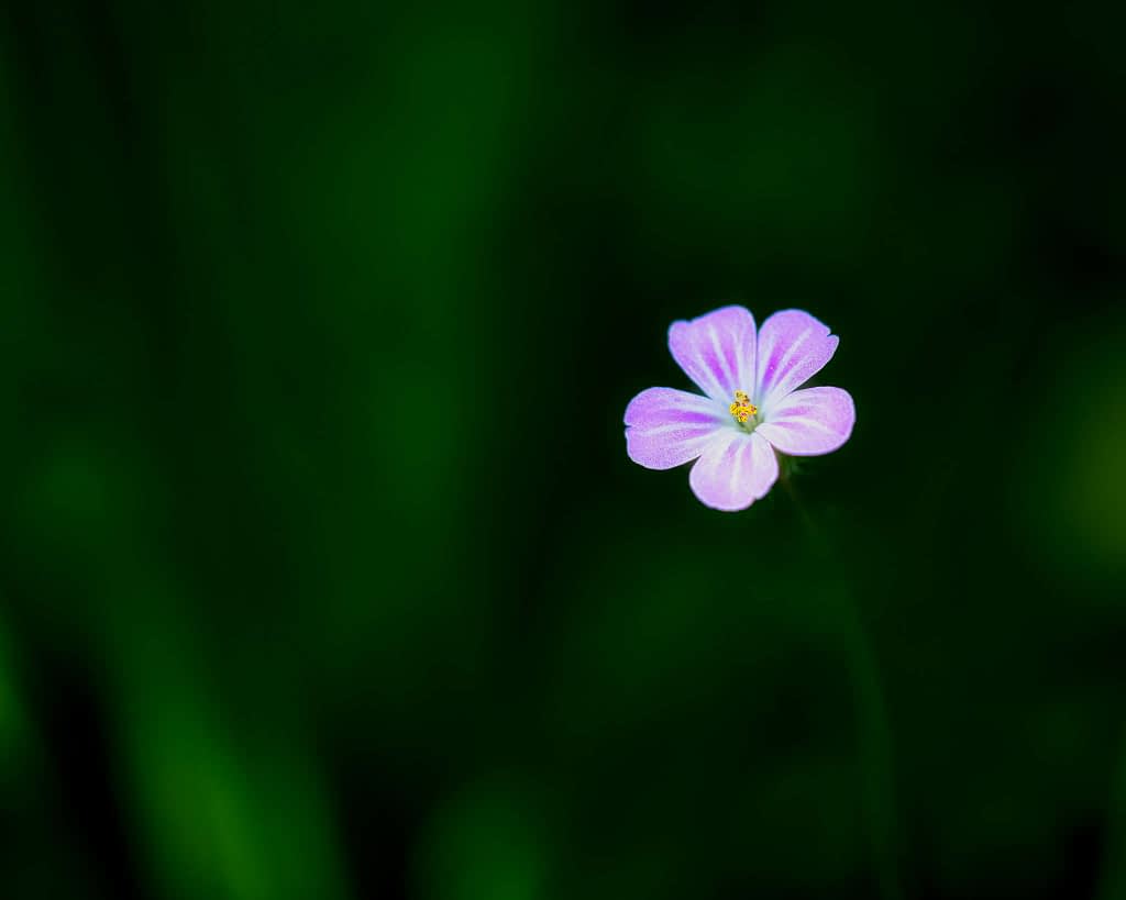 A delicate, solitary purple flower with five petals is in focus against a blurred, dark green background. The centre of the flower is yellow, and its petals have subtle, lighter-coloured veins, adding texture and detail. The composition emphasises the flower's fragility and beauty.