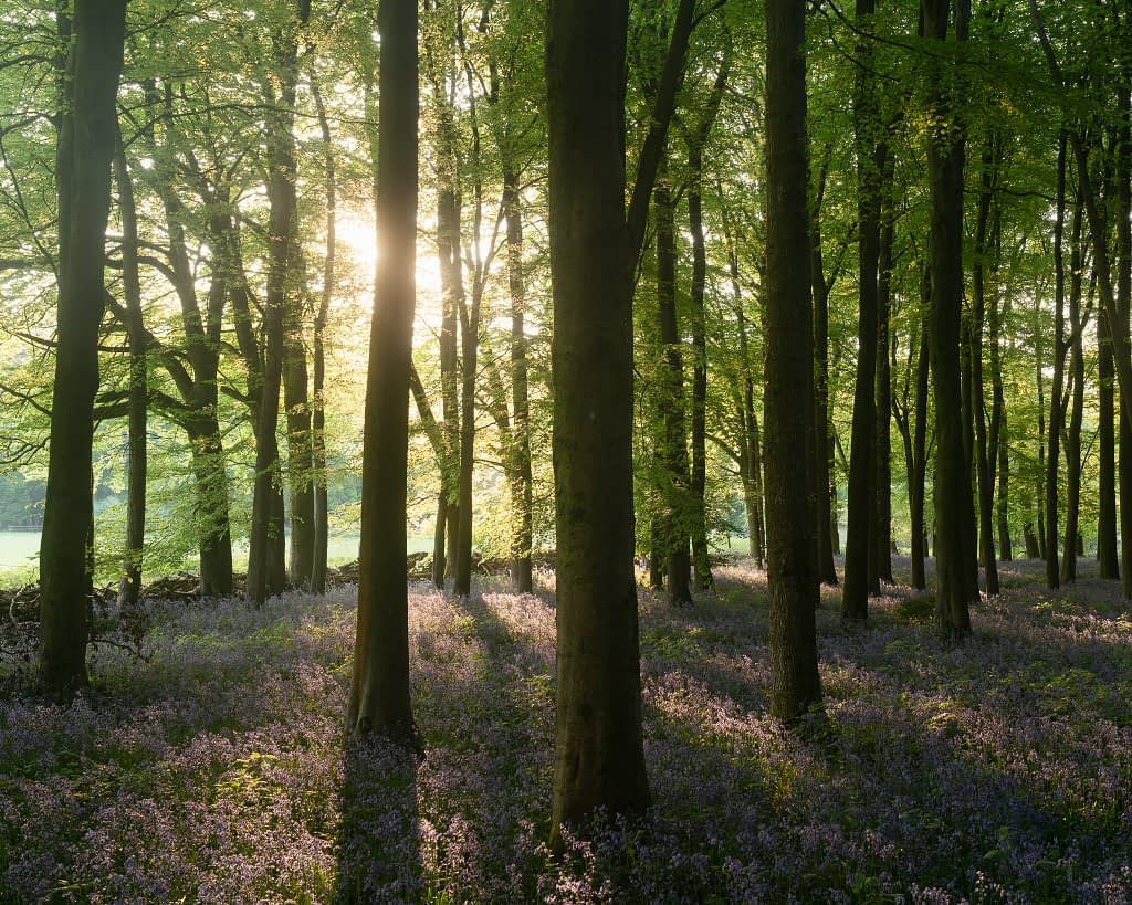 Sunlight pours through tall, slender trees in a verdant green woodland. Ideal for refining your forest photo editing workflow, the blooming bluebells and gentle shafts of light create a tranquil and peaceful atmosphere.