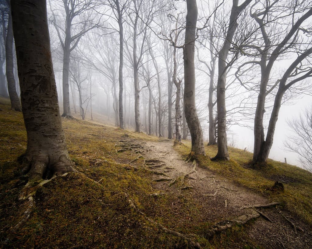 A foggy forest scene with leafless trees lining a winding dirt path captures the essence of contemplative woodland photography. The roots of the trees are visible on the mossy ground, adding texture. Mist creates a mysterious atmosphere, obscuring the distance and giving the scene an eerie yet tranquil feel.