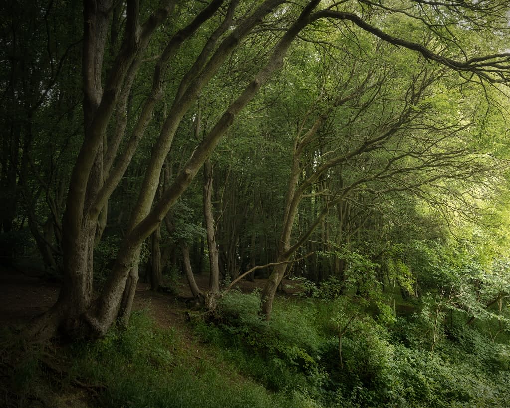 A tranquil forest scene with tall, slender trees on the left extending their branches gracefully towards the right. Sunlight filters through the dense foliage, casting gentle shadows on the lush green undergrowth, creating a calming, verdant atmosphere.