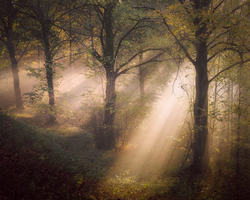 Golden sunlight streams through a dense forest, casting ethereal beams onto the woodland floor—a great example of using light and shadows in forest photography. The trees, with sparse yellow-green leaves, create a serene and mystical atmosphere. Light and shadow dance across the misty environment, evoking tranquility and wonder.