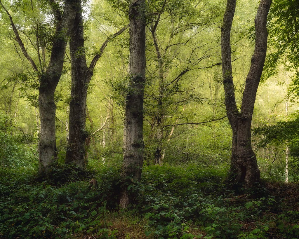 A verdant forest scene with tall, thick-trunked trees encircled by dense greenery and undergrowth. Dappled sunlight filters through the leafy canopy, presenting a tranquil woodland photography composition. In the distance, more trees form a rich backdrop of various shades of green.
