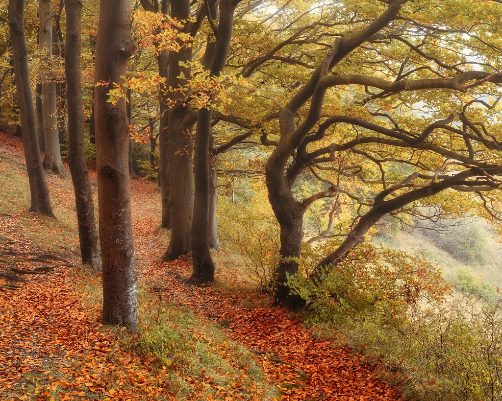 A serene forest scene in autumn, featuring a path covered with vibrant orange and red leaves. Tall trees with twisted branches line the path, their leaves changing to shades of yellow and orange. Soft, diffused light creates a warm and tranquil atmosphere in the woodlands.