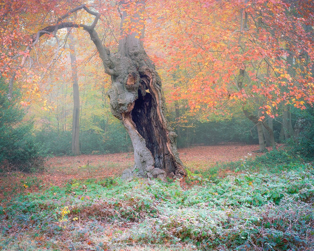 A gnarled, hollow beech tree stands in an ancient forest with vibrant autumn foliage. Its trunk is twisted and dark, contrasting with the bright orange and red leaves. The ground is covered with fallen leaves and patches of green ferns, creating a colorful and serene woodland scene.