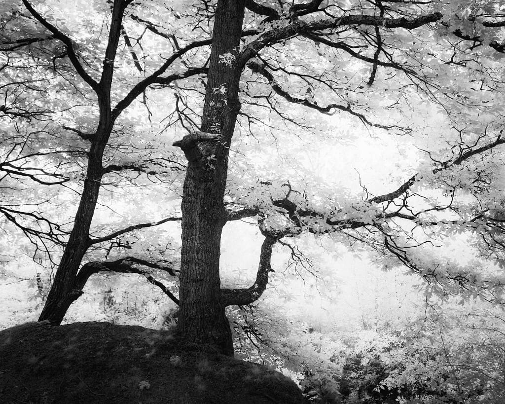 An image shot on a bright sunny day on my infrared camera, proving that the best time for woodland photography is not just a science. Art, visualisation and appropriate subject selection play their part too.