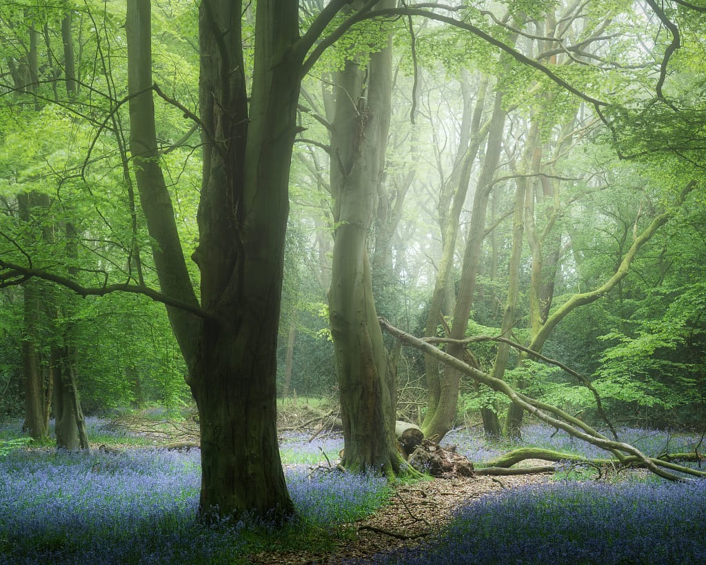 Sunlight filters through tall, leafy trees in a tranquil woodland—an ideal setting to experiment with the best focal lengths for woodland photography. Purple-blue bluebells carpet the misty ground, with a fallen branch resting serenely among the tree trunks.