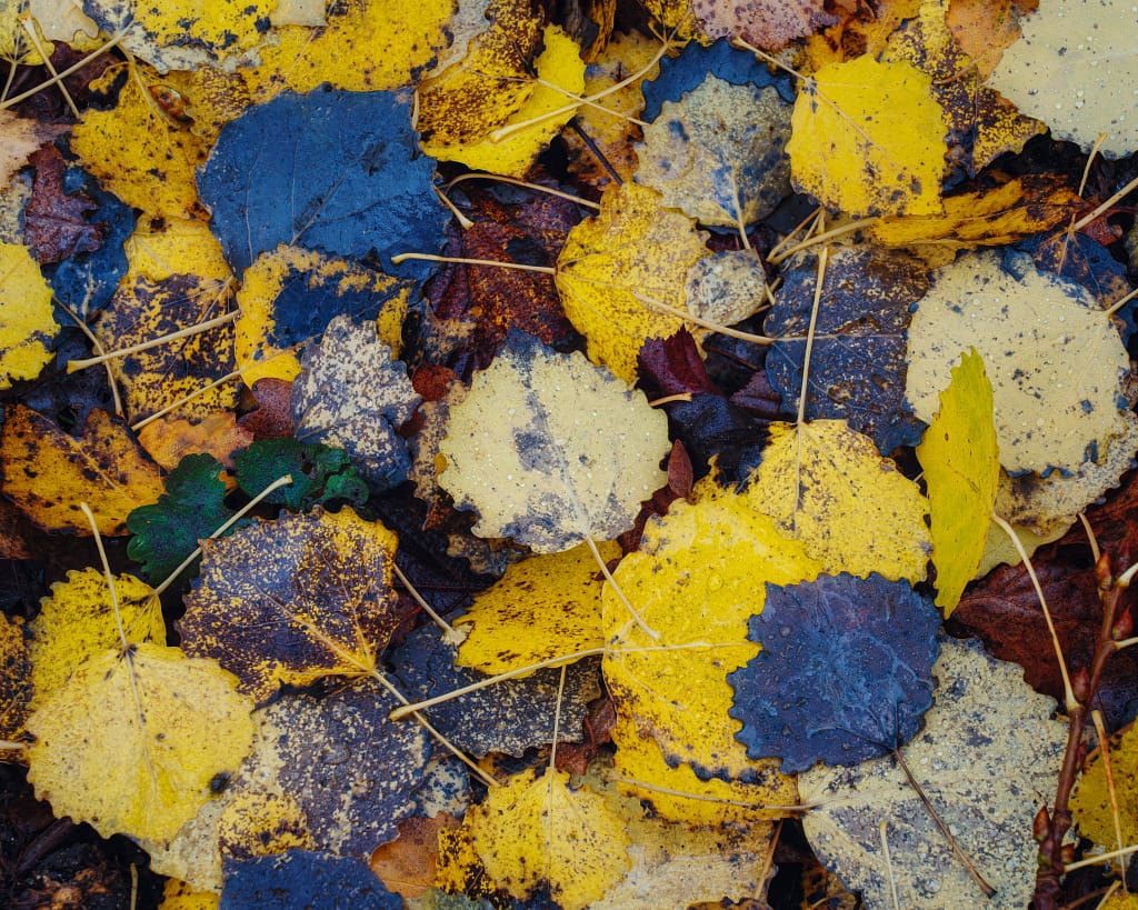 A close-up of a forest floor covered in a mixture of fallen leaves. The leaves are predominantly blue and yellow, with some displaying a blend of both colours. They have a mottled texture, and some are speckled with raindrops. Thin stems are scattered among the leaves.