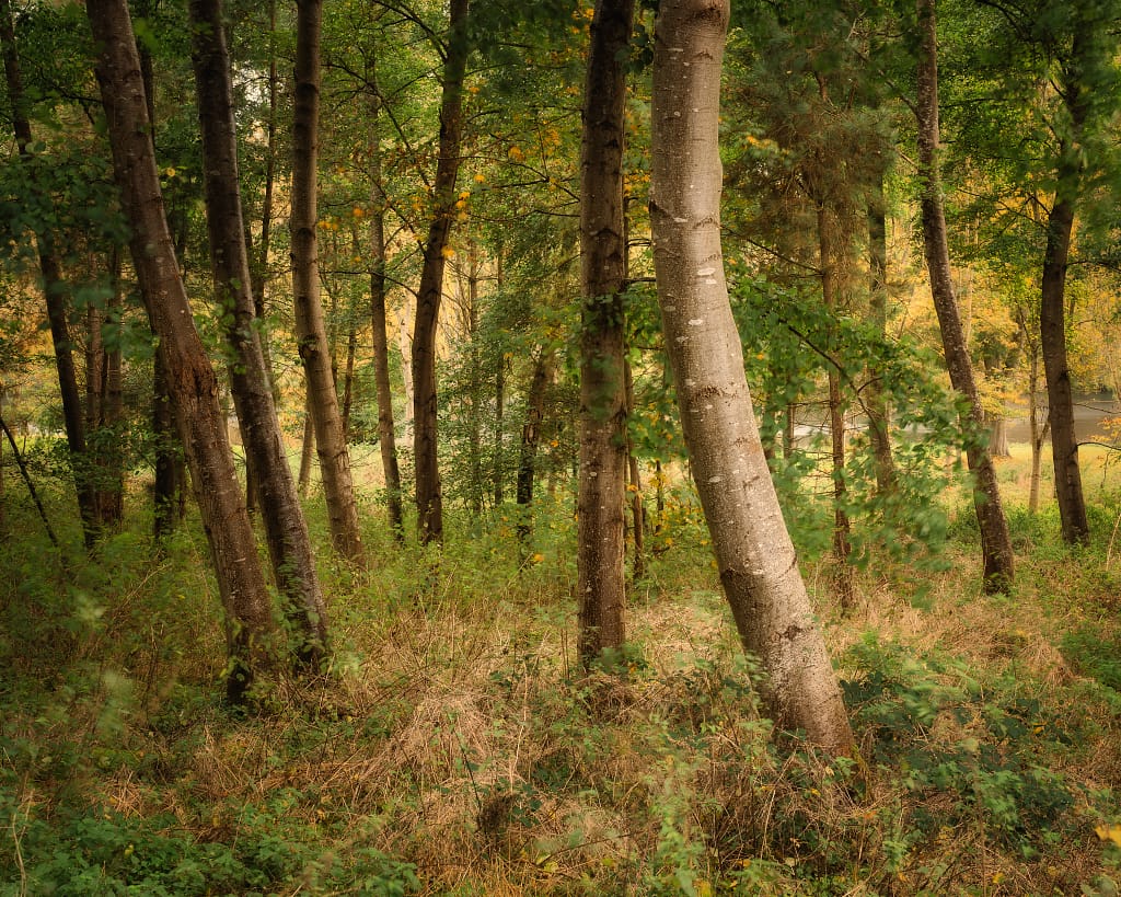 Tall, slender trees with light brown trunks stand amidst green foliage and undergrowth in a sunlit forest. The ground is carpeted with grasses and brambles, while a winding path invites exploration—ideal for landscape photography with emotional resonance.