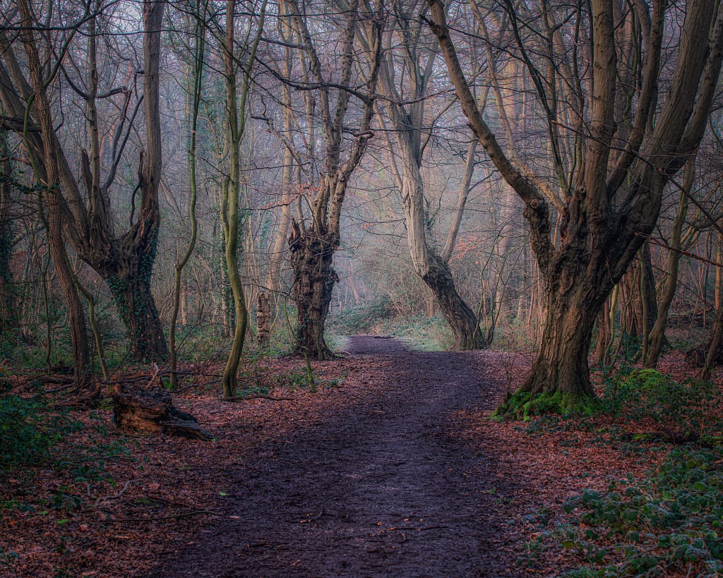 A tranquil forest scene with a winding dirt path surrounded by tall, bare trees. The ground is covered with fallen leaves, and the early morning mist creates a mystical atmosphere. Soft sunlight filters through the branches, casting gentle shadows on the path.
