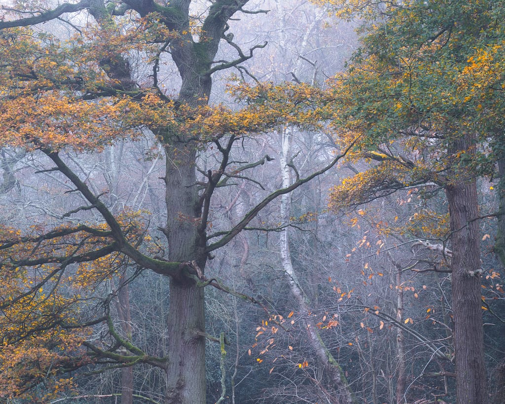 Woodland scene in autumn with golden leaves clinging to mossy oak branches, backlit by soft fog and framed by a sweeping silver birch in the background.