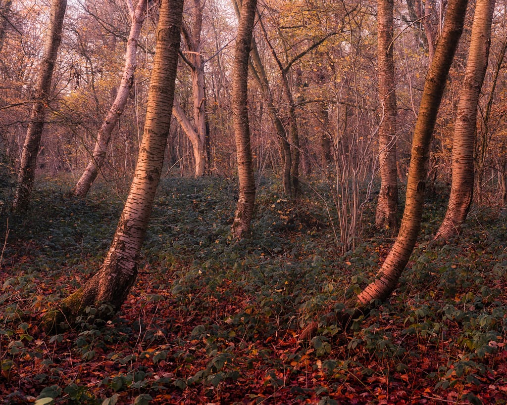 A tranquil forest scene, featuring slender, leaning trees with twisted trunks. The forest floor is carpeted in red and brown autumn leaves, while green foliage provides contrast. The soft, warm lighting casts a gentle glow, creating a peaceful, early morning atmosphere.