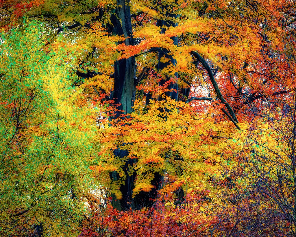 A tapestry of autumn colours in an image that breaks the rules of photography