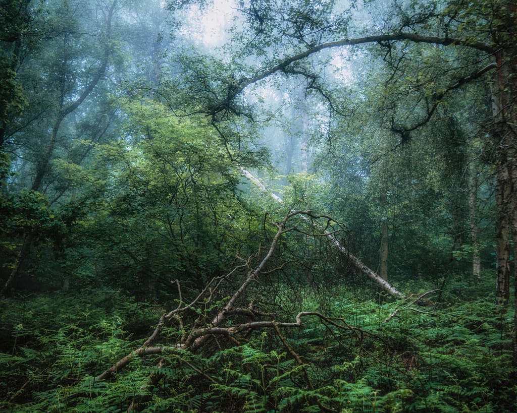 A dense forest scene with lush greenery and a misty atmosphere. A fallen tree with twisting branches lies across an undergrowth of ferns. Tall trees with light and dark green leaves form a canopy. Soft light filters through the fog, adding a mystical quality to the landscape.