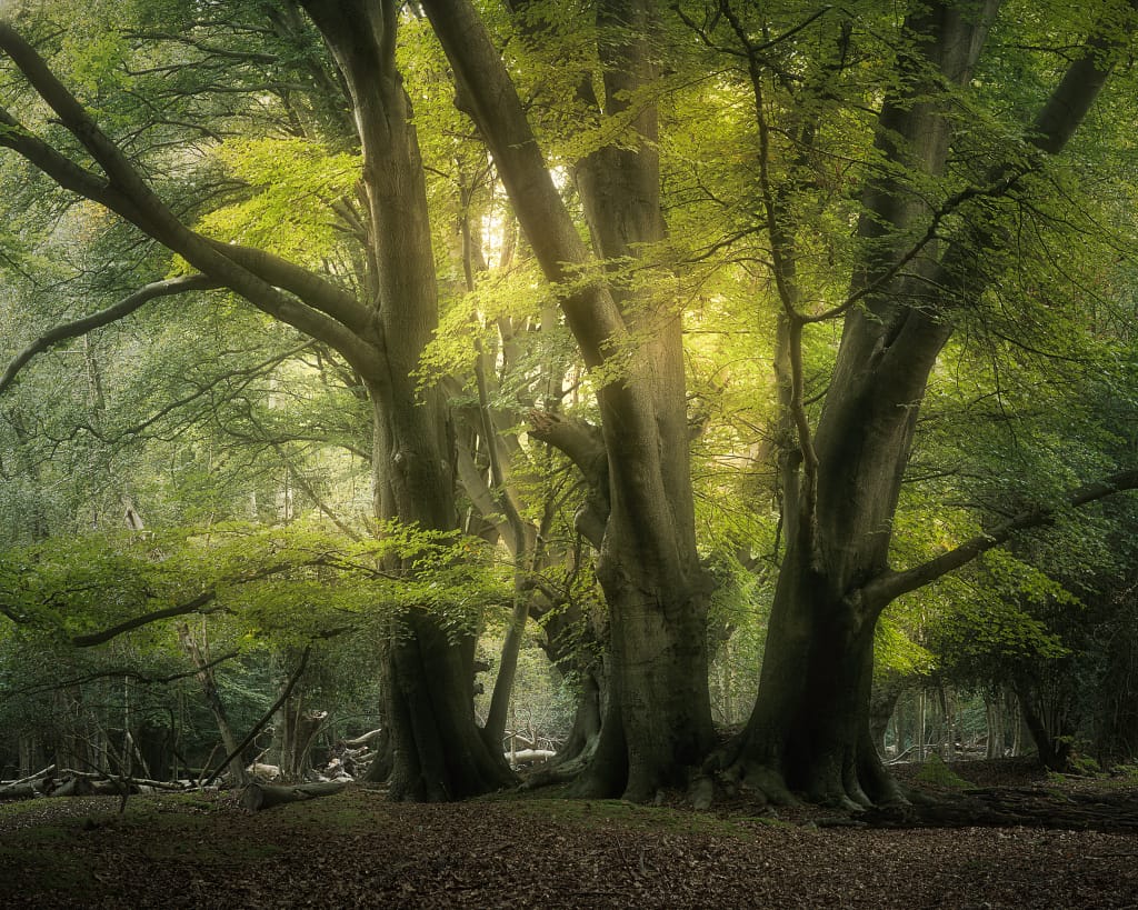 A tranquil woodland scene with tall, majestic trees boasting thick trunks and vibrant green foliage. Sunlight filters through the leaves, creating a dappled light effect on the forest floor, which is covered in fallen leaves. The atmosphere is calm and peaceful.