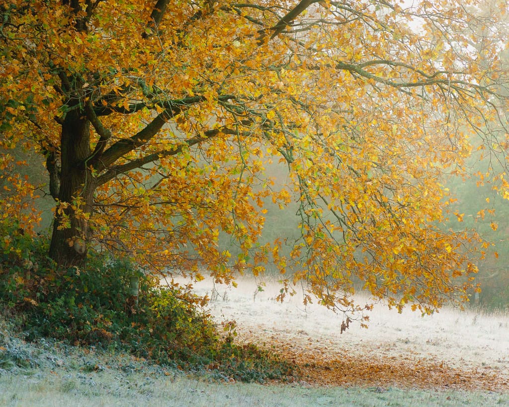 An English Oak tree with golden autumn leaves stands in a misty field. Its branches extend over a frosted ground, creating a tranquil atmosphere. The background is softly blurred, highlighting the vibrant foliage and contrasting with the pale, frost-covered grass beneath.