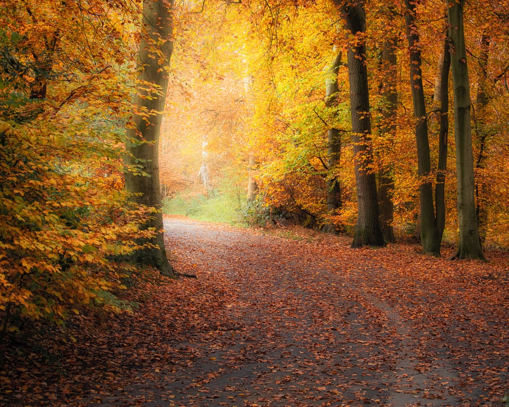 A tranquil forest scene, a perfect way to use woodland photography for stress relief. It features a winding path carpeted with fallen autumn leaves. Towering trees with vivid orange and yellow foliage form a tunnel effect as gentle sunlight filters through, illuminating the path and enhancing the warm colours.