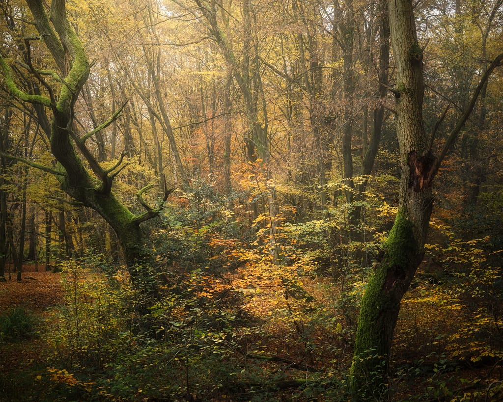 A tranquil autumn woodland scene features tall trees with twisted trunks draped in green moss. Captured using the optimal focal lengths for woodland photography, gentle golden light filters through colourful leaves, creating a peaceful and dreamlike atmosphere.