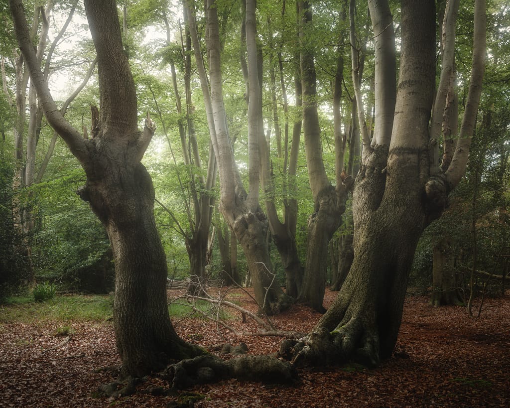 A tranquil forest scene with tall, ancient trees featuring thick trunks and textured bark. The forest floor is carpeted with fallen leaves, and soft, diffused sunlight filters through the lush green canopy, casting gentle shadows below. Sparse undergrowth adds depth to the serene atmosphere.
