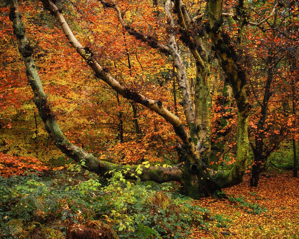 An old silver birch tree surrounded by beautiful autumn colours