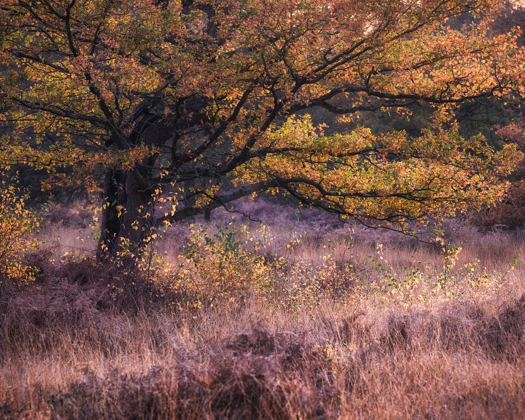 A large tree with vibrant orange and yellow autumn leaves stands in a field of dry, golden grass. The ground is strewn with fallen leaves, and the sun casts a warm glow, highlighting the rich colours of the foliage and creating a peaceful, serene atmosphere.
