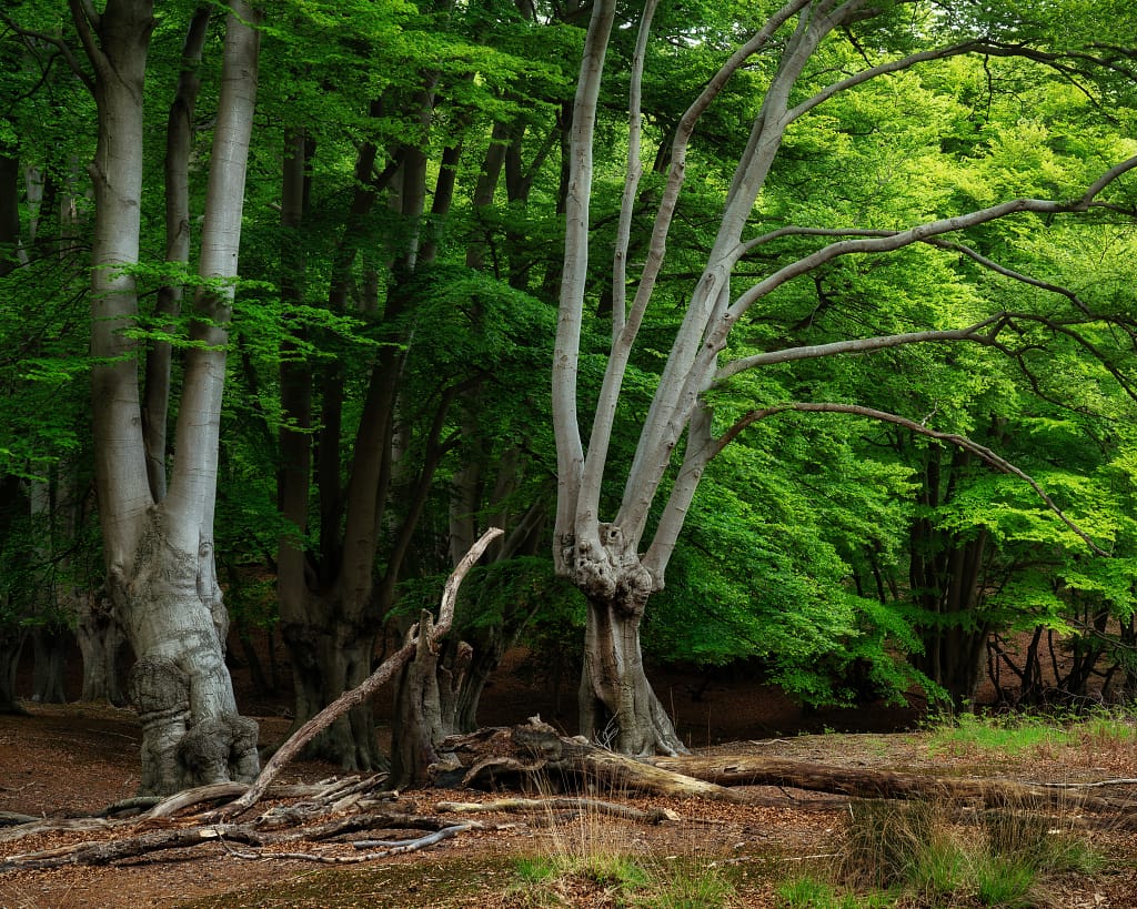 Sunlight filters through the dense, lush green foliage of tall, ancient trees with pale, smooth trunks in a forest. Fallen branches and logs create visual clutter on the leaf-strewn ground - one of many woodland photography challenges.