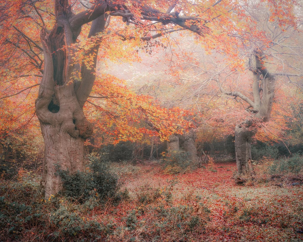 A misty autumnal forest with gnarled, ancient trees displaying vibrant orange and red leaves serves as a captivating focal point. Achieving the desired separation in the scene required careful selection of the best camera settings for woodland photography.