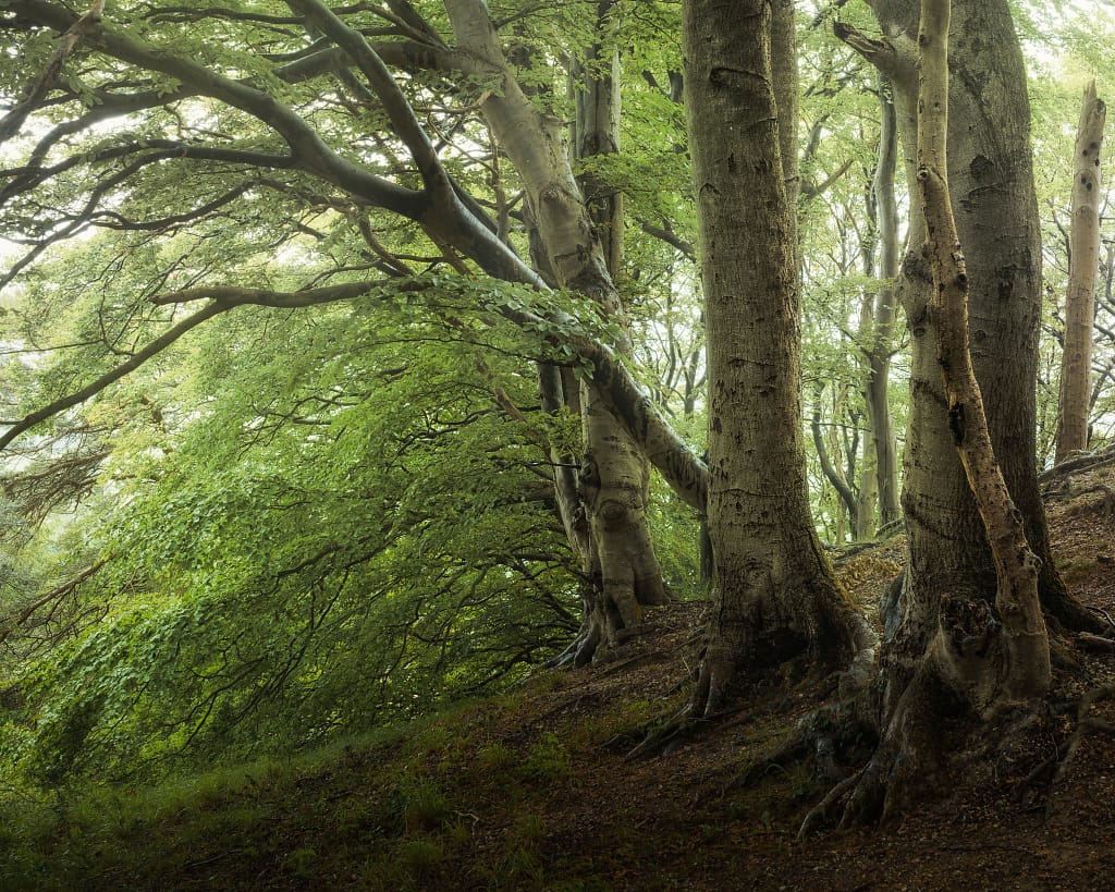 A tranquil woodland scene showcasing tall, lush green trees with thick trunks and abundant foliage. Sunlight filters through the canopy, casting dappled light on the forest floor blanketed in leaves and moss. The atmosphere is peaceful and natural, evoking a sense of tranquillity.