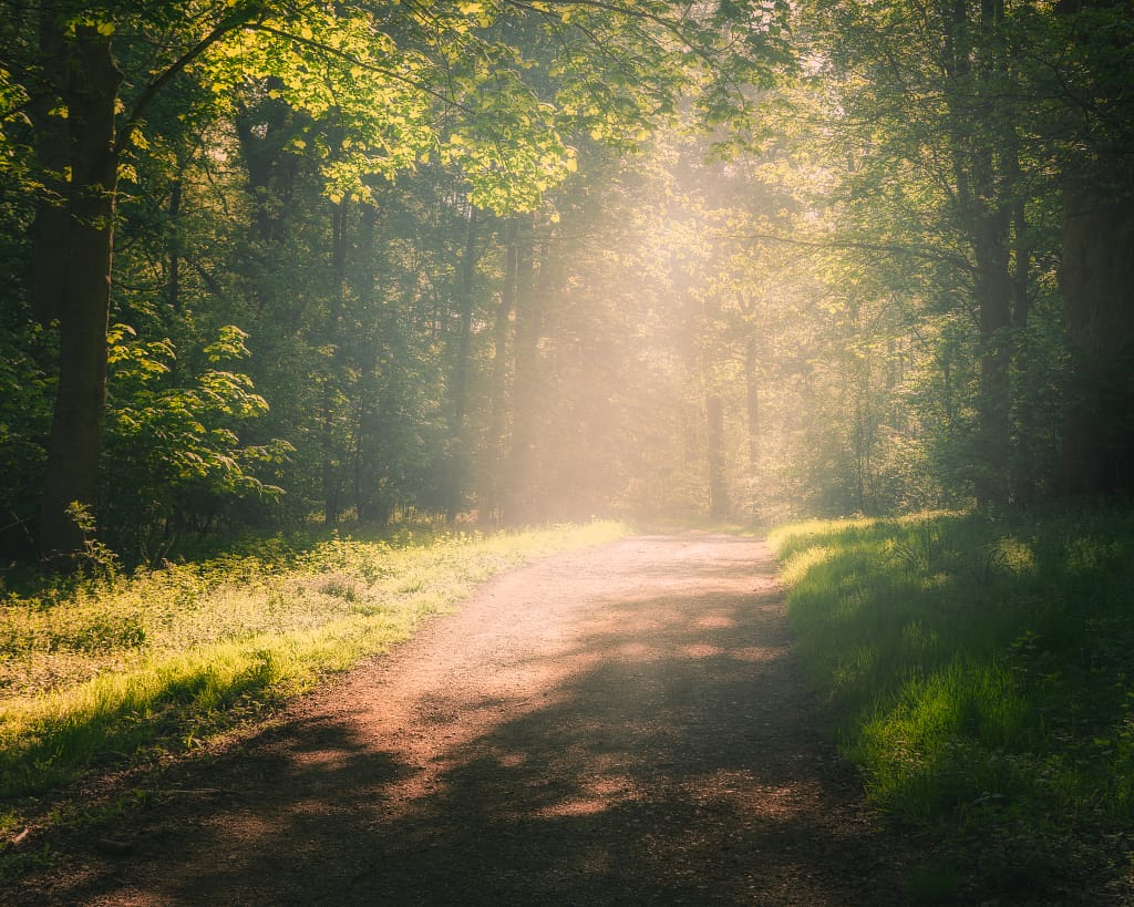 A sunlit forest path curves gently among tall trees, with sunlight streaming through lush green leaves. Ideal for landscape photography, the dappled light forms soft, glowing patches and evokes a peaceful, tranquil atmosphere.