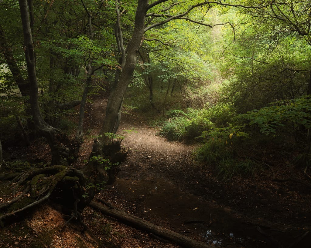 A tranquil forest scene with a sunlit path winding through dense, leafy green trees. The forest floor is covered in fallen leaves, and a small stream runs alongside the path. Soft sunlight dances with shadows, creating artful woodland patterns on the ground - a great example of using light and shadows in woodland photography.
