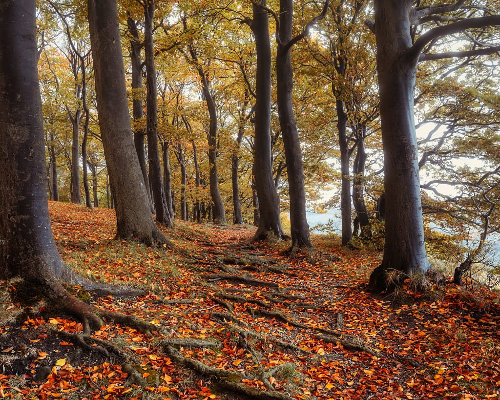 An autumnal forest scene showcases tall trees with dark trunks and a canopy of orange and yellow leaves. The ground is blanketed with a thick layer of golden autumn leaves, and exposed roots from the trees form a winding path. Gentle light filters through the leaves, creating a tranquil atmosphere.