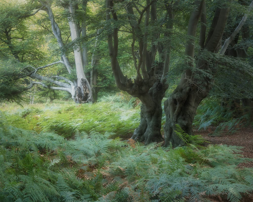 Ancient beech trees rising from lush green ferns, with careful camera height used to remove sky distractions and balance the frame.