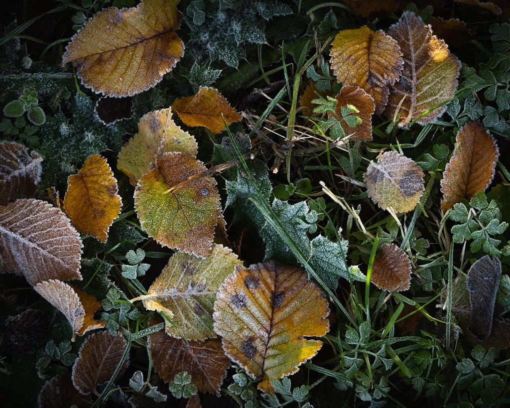 Frost-covered autumn leaves in varying shades of brown, orange, and green are strewn across the ground. Amongst them are small green plants and clovers, also dusted with frost. The texture of the leaves and glistening frost creates a visually rich, natural scene.