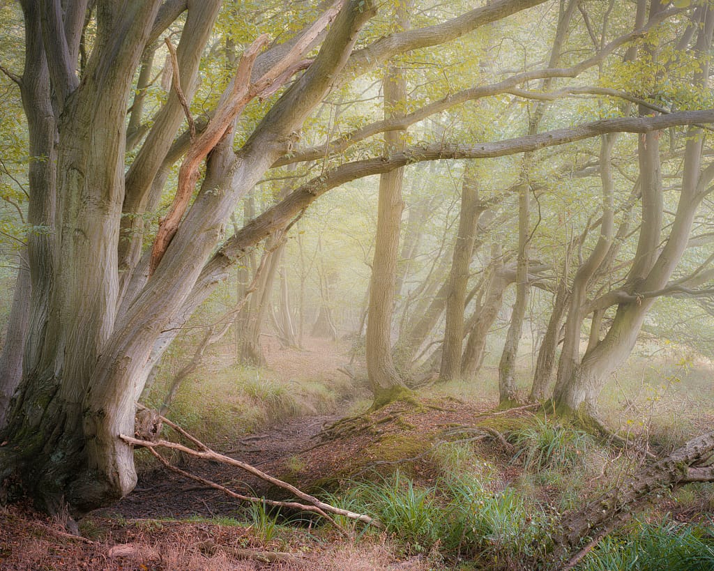 A misty forest scene with a winding path through slender, gnarled trees. The trunks are twisted and grey, and the forest floor is covered with green grass and ferns. Soft light filters through the foliage, creating a serene and mystical atmosphere.