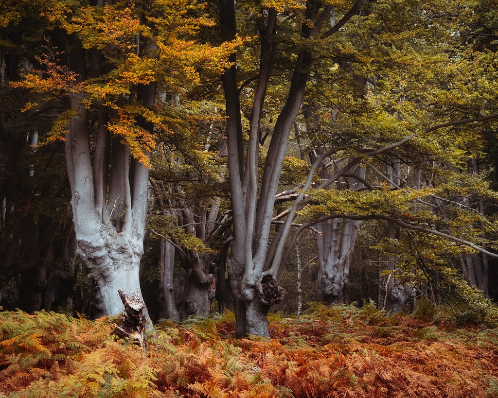 Tall, thick-trunked trees with smooth grey bark stand in a dense woodland. Their green and golden-orange leaves signal autumn. Capturing this tranquil scene highlights the challenges of woodland photography, such as shifting light and rich textures.
